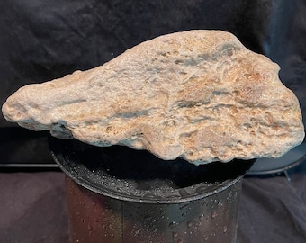 Ancient Sea Coral Fossil Mossy White Large
