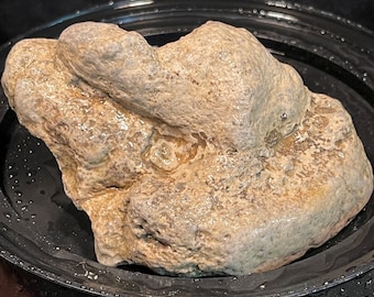 Ancient Sea Coral Fossil Mossy White