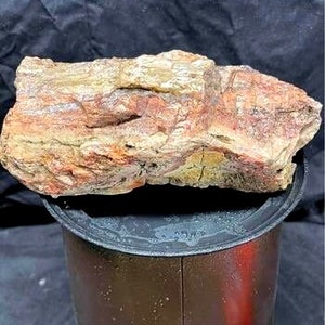 Petrified Wood Crystallized