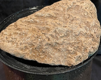 Ancient Sea Coral Fossil Silver