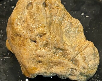 Ancient Sea Coral Fossil Pink