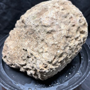 May include: A large, light brown, irregularly shaped rock with a rough, textured surface. The rock is sitting on a black, wet surface.