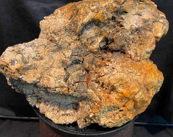 Authentic Dinosaur Bone Segment