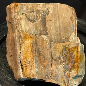 Petrified Wood Natural