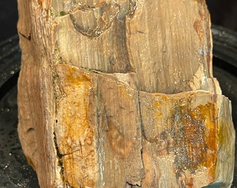 Petrified Wood Natural