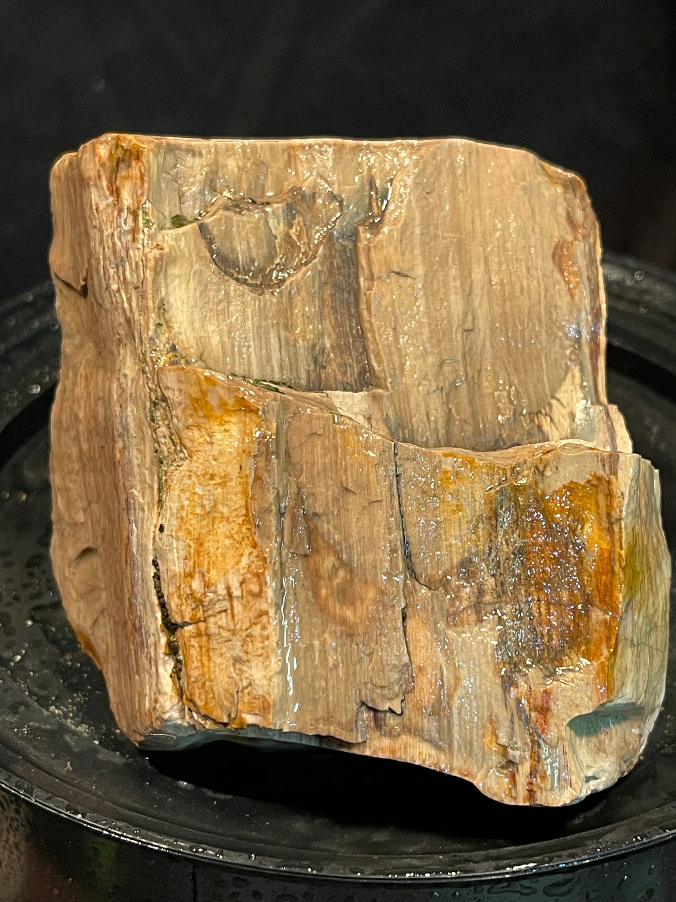 珪化木石 珪化木ナチュラル - Etsy 日本