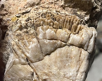 Ancient Sea Coral Fossil on Matrix