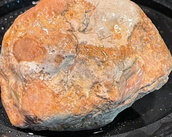 Ancient Sea Coral Fossil Pink