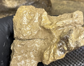 Authentic Dinosaur Bone