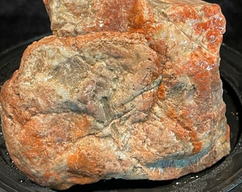 Ancient Sea Coral Fossil Red