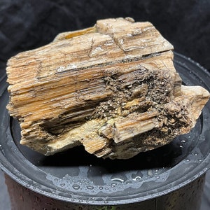 Petrified Bark/Wood with Crystal Cluster