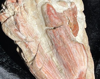 Radiant Pink Sea Coral Fossil Crystal Bouquet