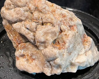 Ancient Sea Coral Fossil Pink