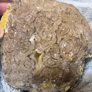 Authentisches CRYSTALLIZED Schildkrötenpanzer Fossil