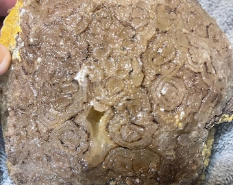 Authentic Crystallized Turtle Shell Fossil