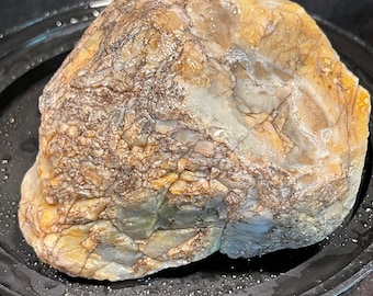 Opalized Petrified Wood