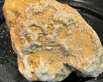 Ancient Sea Coral Fossil Mossy White