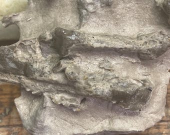 Authentic Whole Baby Dinosaur Fossil on Matrix.