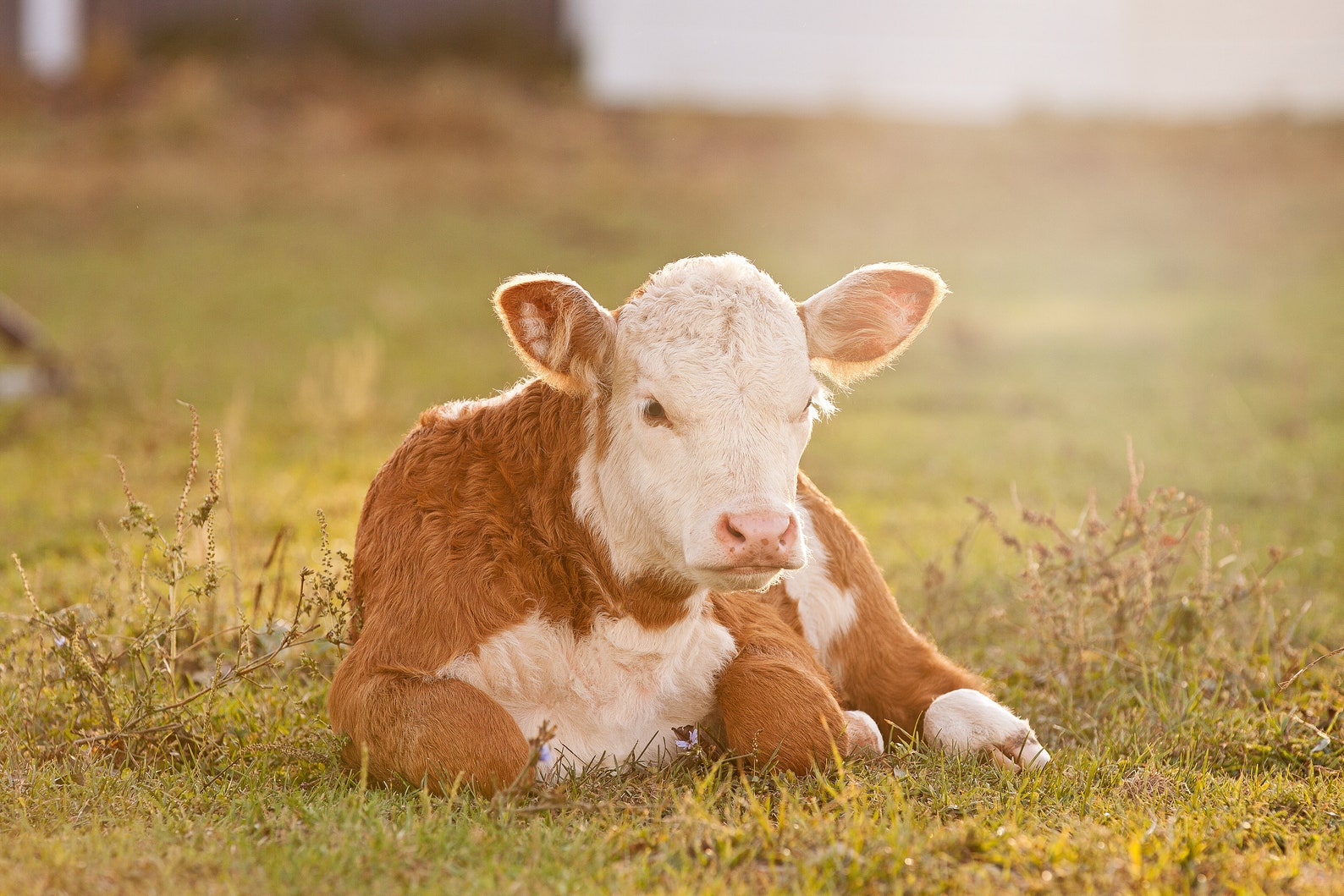 Hereford Calf Laying Down Downloadable Printable 8x12 Etsy Australia