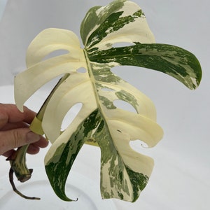 Monstera Borsigiana Albo  Cutting CON-ALBO-A-801