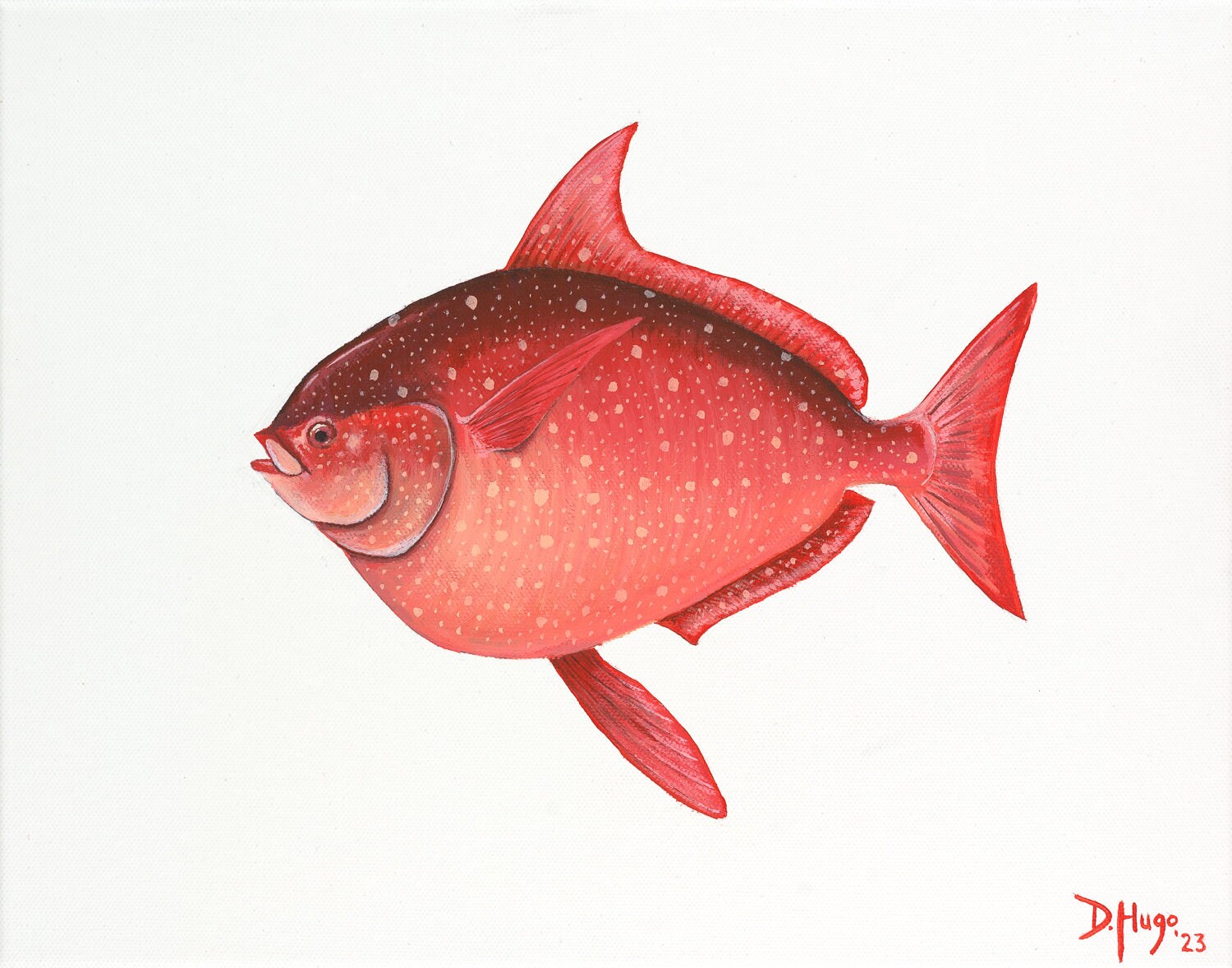 Opah Fish Design Opah Fish Side Profile Acrylic Giclee Print | 11 X 14-inch - Etsy