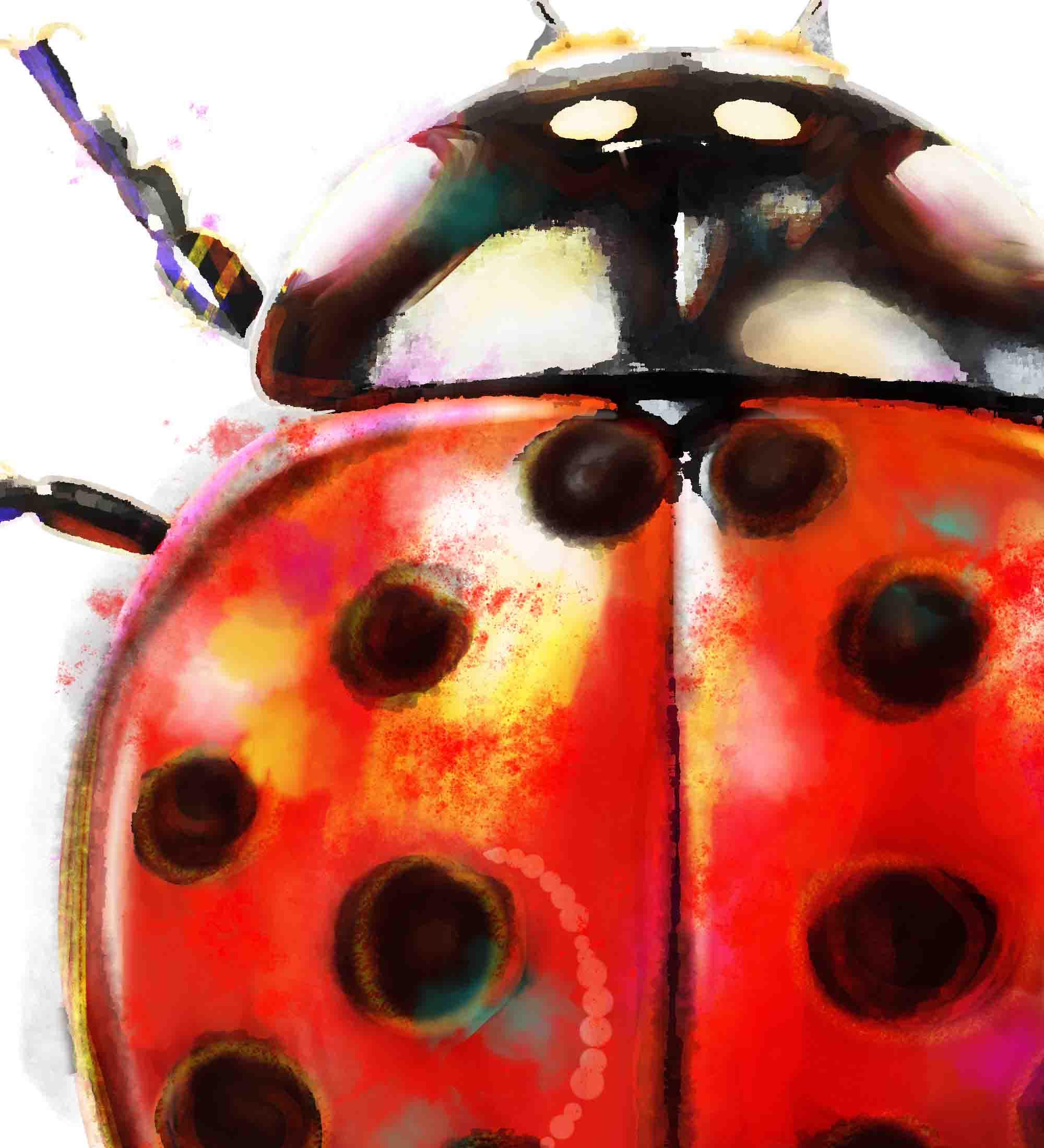Ladybug Art Print: Red Beetle Watercolor Print, Insect Wall Decor - Etsy