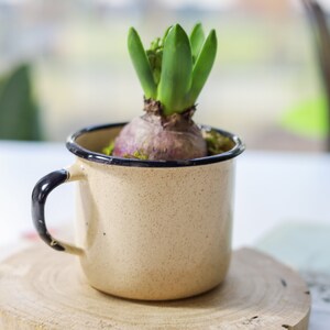 Op de afbeelding: Een kleine groene plant die groeit uit een bol in een witte emaille mok met een zwarte rand. De mok staat op een houten onderzetter.
