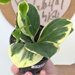 Hoya pachyclada (Outer Variegated)