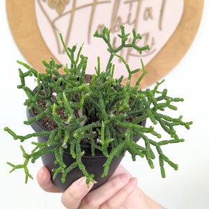 Rhipsalis cereuscula