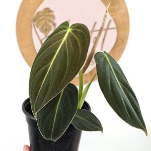 Philodendron melanochrysum