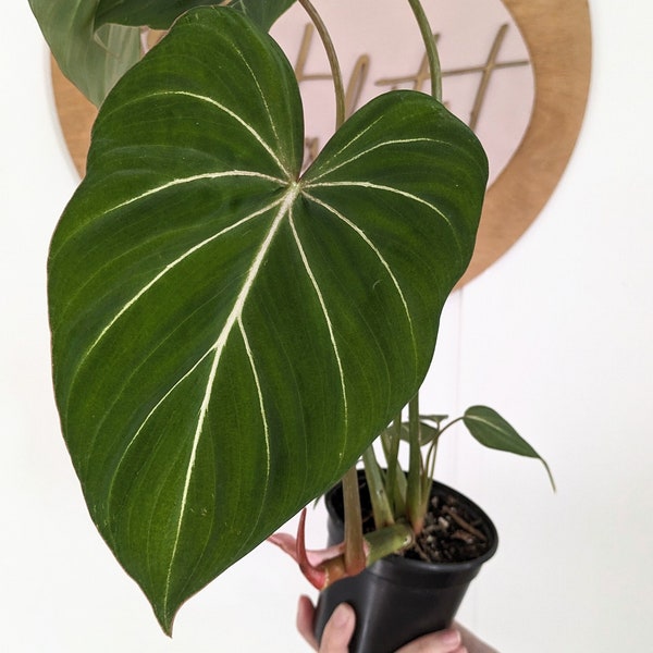 Philodendron gloriosum