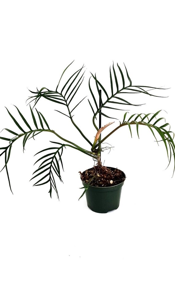 Philodendron Tortum - Etsy