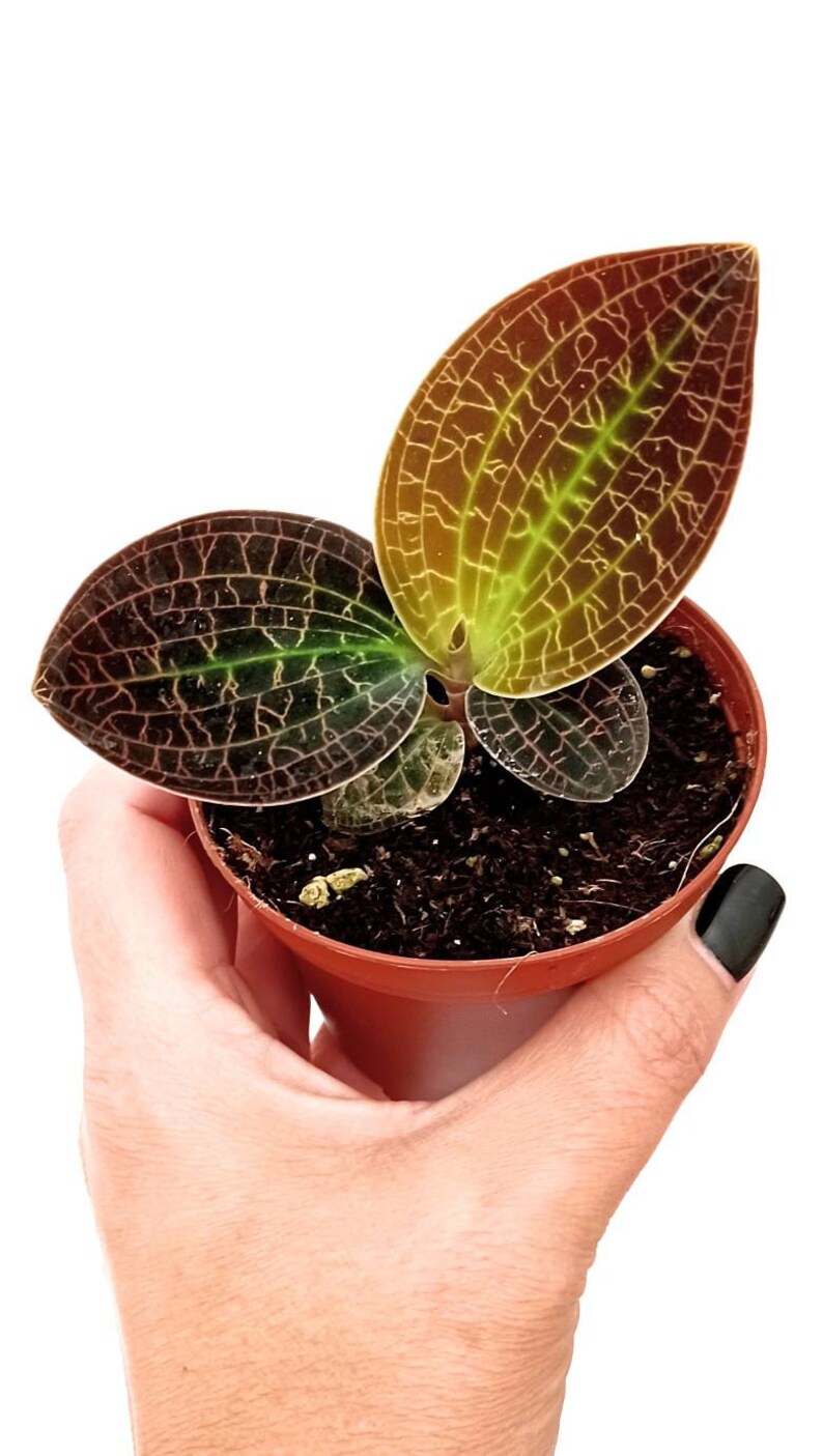 Macodes Sanderiana X Limii gold Dust /jewel Orchid - Etsy