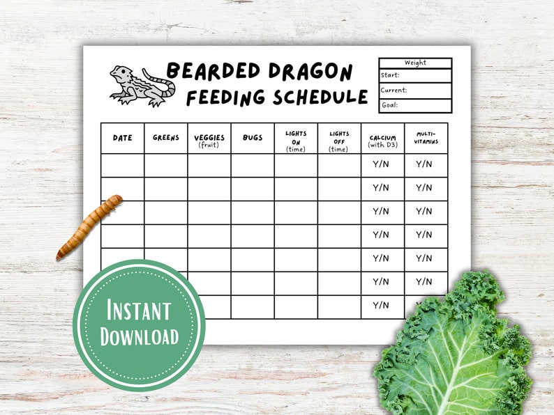 weekly-bearded-dragon-feeding-chart-etsy
