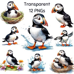 Macareux moine mignon Clipart Cartoon PNG macareux moine oiseau Clipart imprimable macareux macareux oeuvre téléchargement numérique usage commercial sublimation