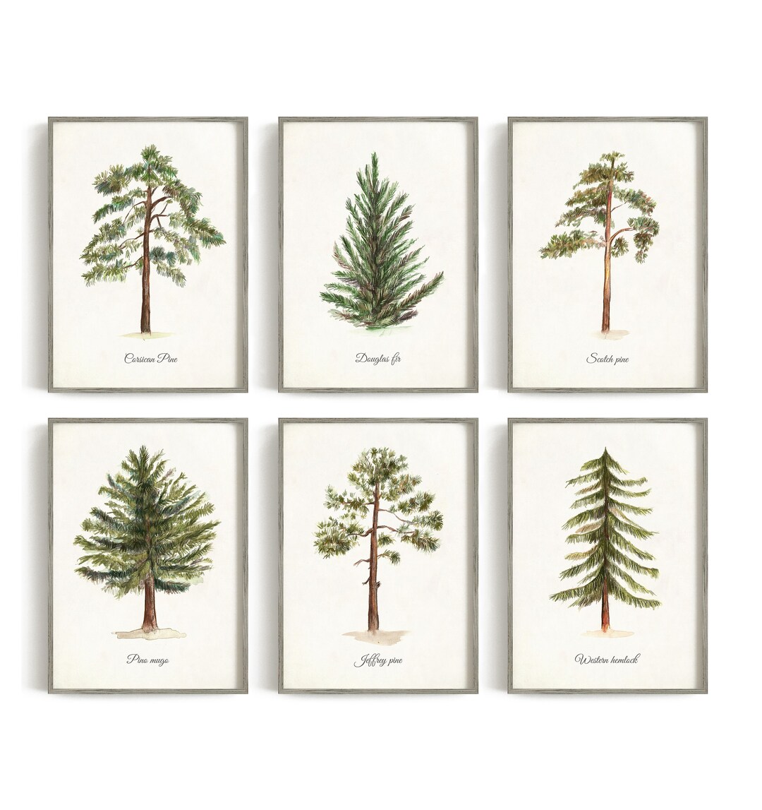Evergreens Trees Poster, Forest Print, Pine Trees Print, Trees Wall Art ...