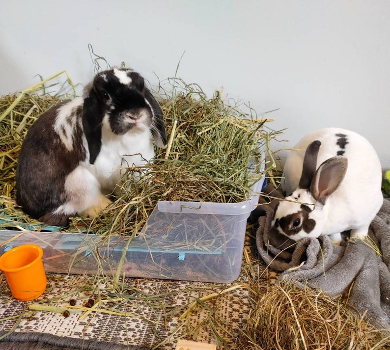 Forbidden Cocoa Puffs Rabbit Poop Fertilizer / Rabbit Manure / Etsy