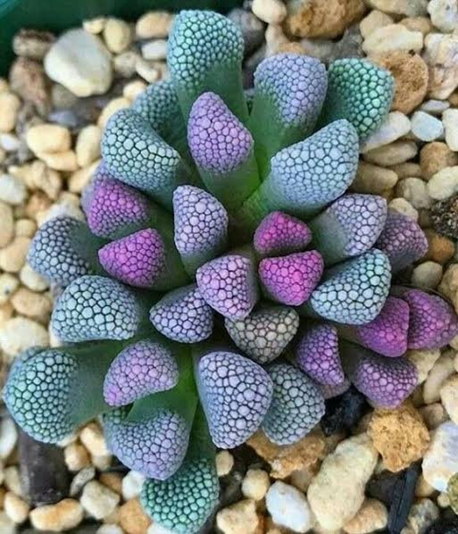 Purple and green elephant feet succulent seeds x15 Etsy