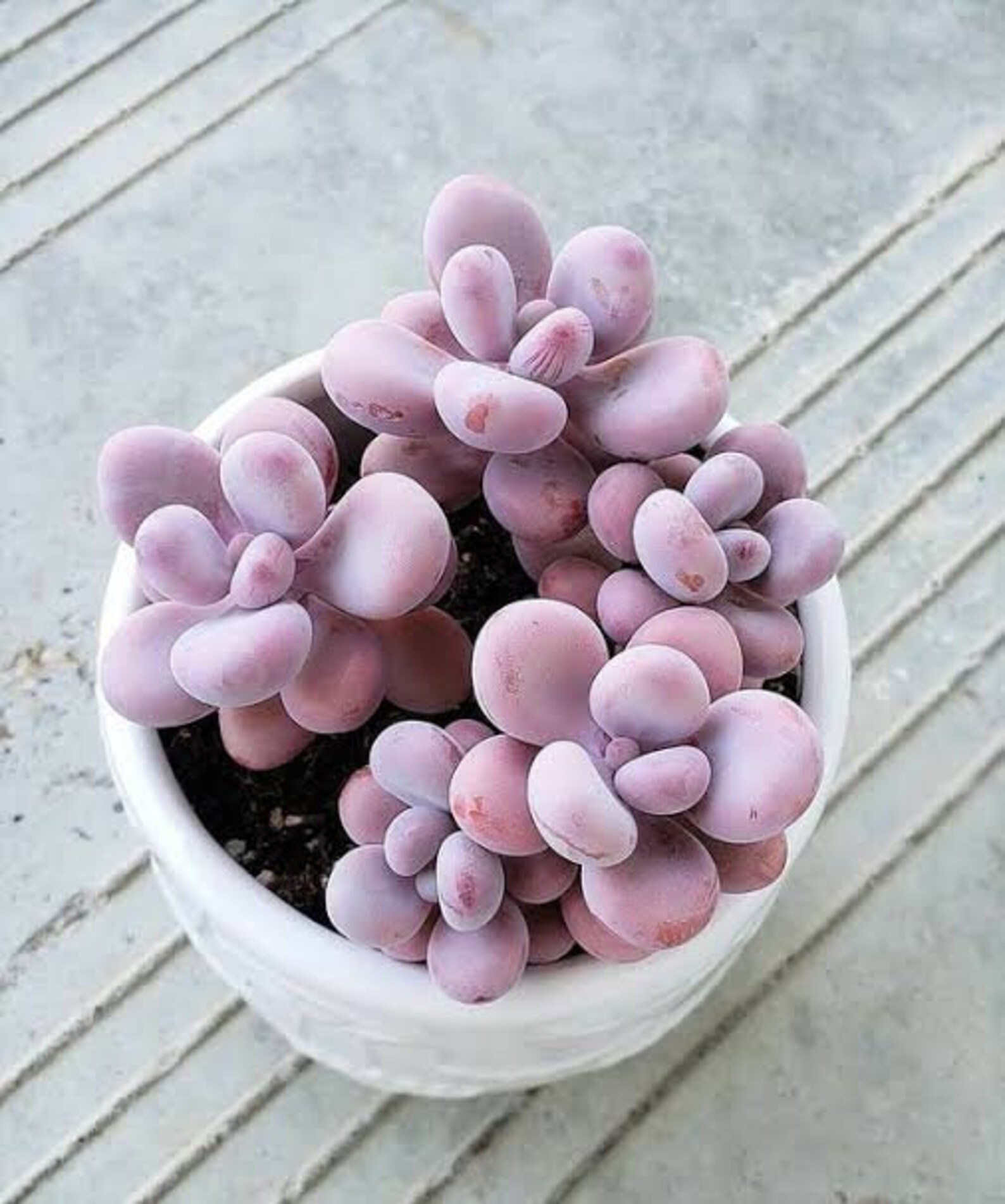 Lavender pebble succulent seeds x15 Etsy