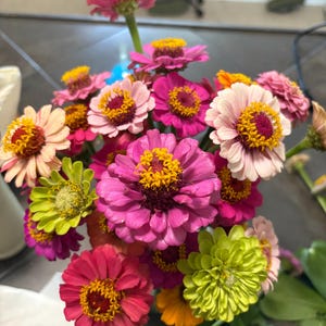 Mélange de graines de zinnia