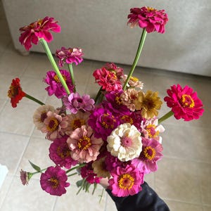 Mélange de graines de zinnia