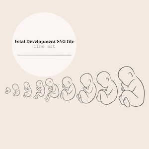 Etapas de desarrollo fetal SVG / Trimestre de embarazo Line Art / Feto / Útero / Dibujo de línea de bebé recién nacido / Archivo digital / Partera / Archivo OBGYN