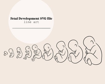 Fetal Development Stages SVG | Pregnancy trimester Line Art | Fetus | Womb | Newborn Baby Line Drawing| Digital File | Midwife | OBGYN File