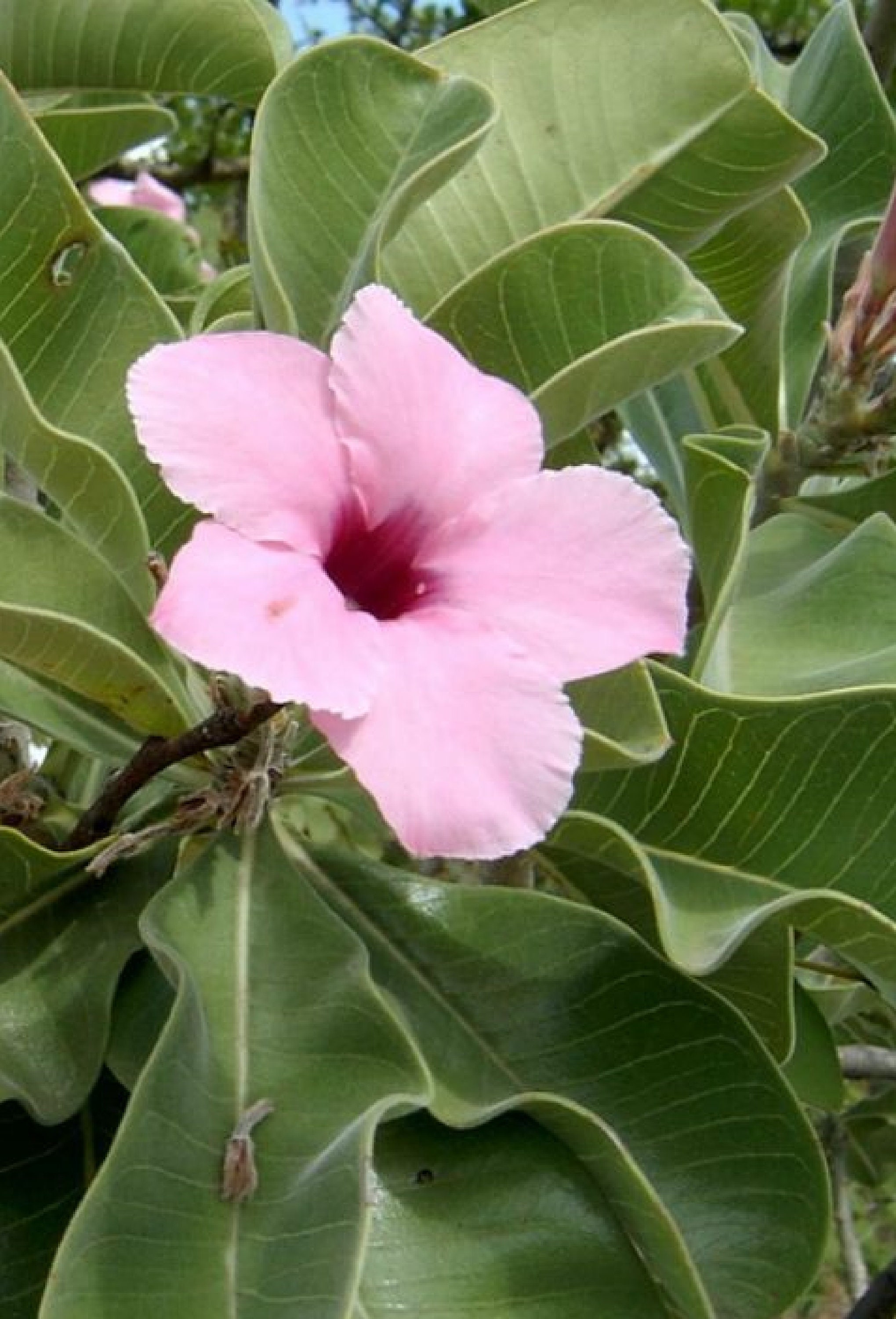 Adenium Boehmianum 4 Seeds | Etsy