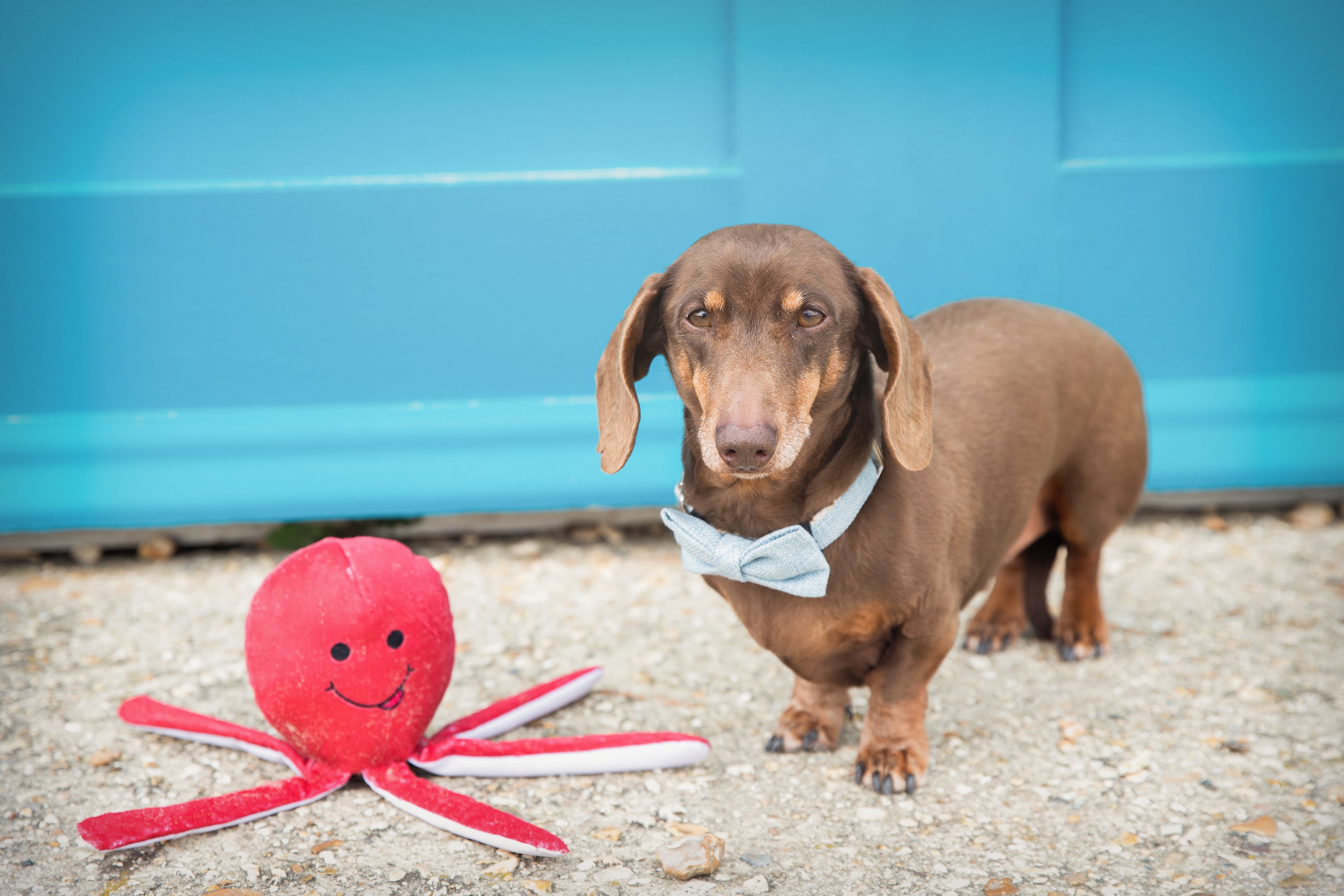 Destroy a top saurus dog toy