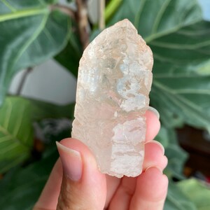 May include: A clear, raw quartz crystal with a rough, textured surface. The crystal is held in front of a backdrop of large, green leaves. The quartz is a pale, translucent color.