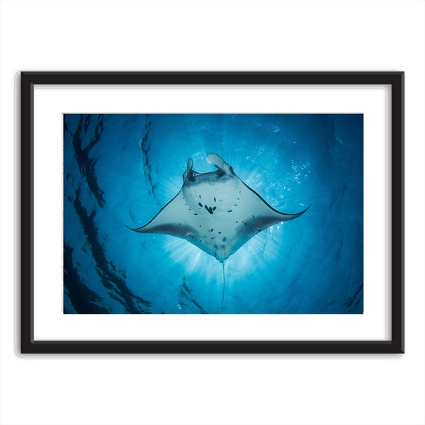 Manta Ray Wall Art | Ocean Art Print | Ocean Art Painting | Ocean Art Work | Ocean Art Wall | Ocean Art Poster | Ocean Art Canvas