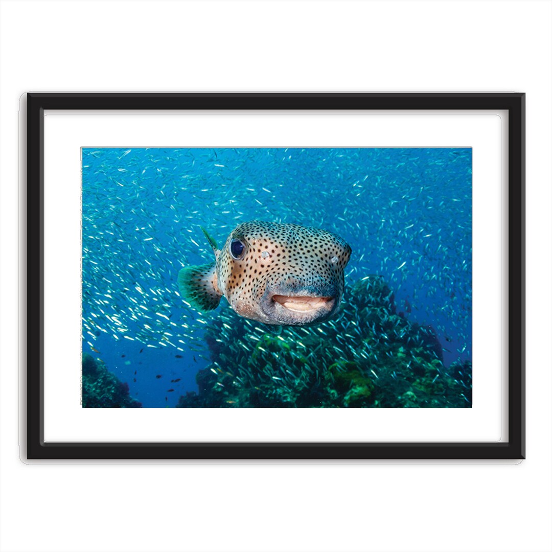 Pufferfish Art Print Ocean Art Print Ocean Art Painting Ocean Art Work