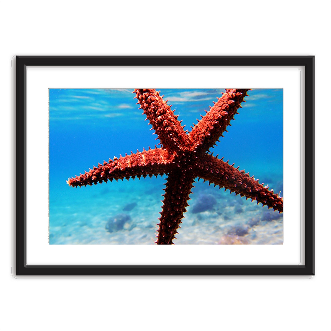 Sea Life Wall Art Ocean Art Ocean Art Print Ocean Art Etsy