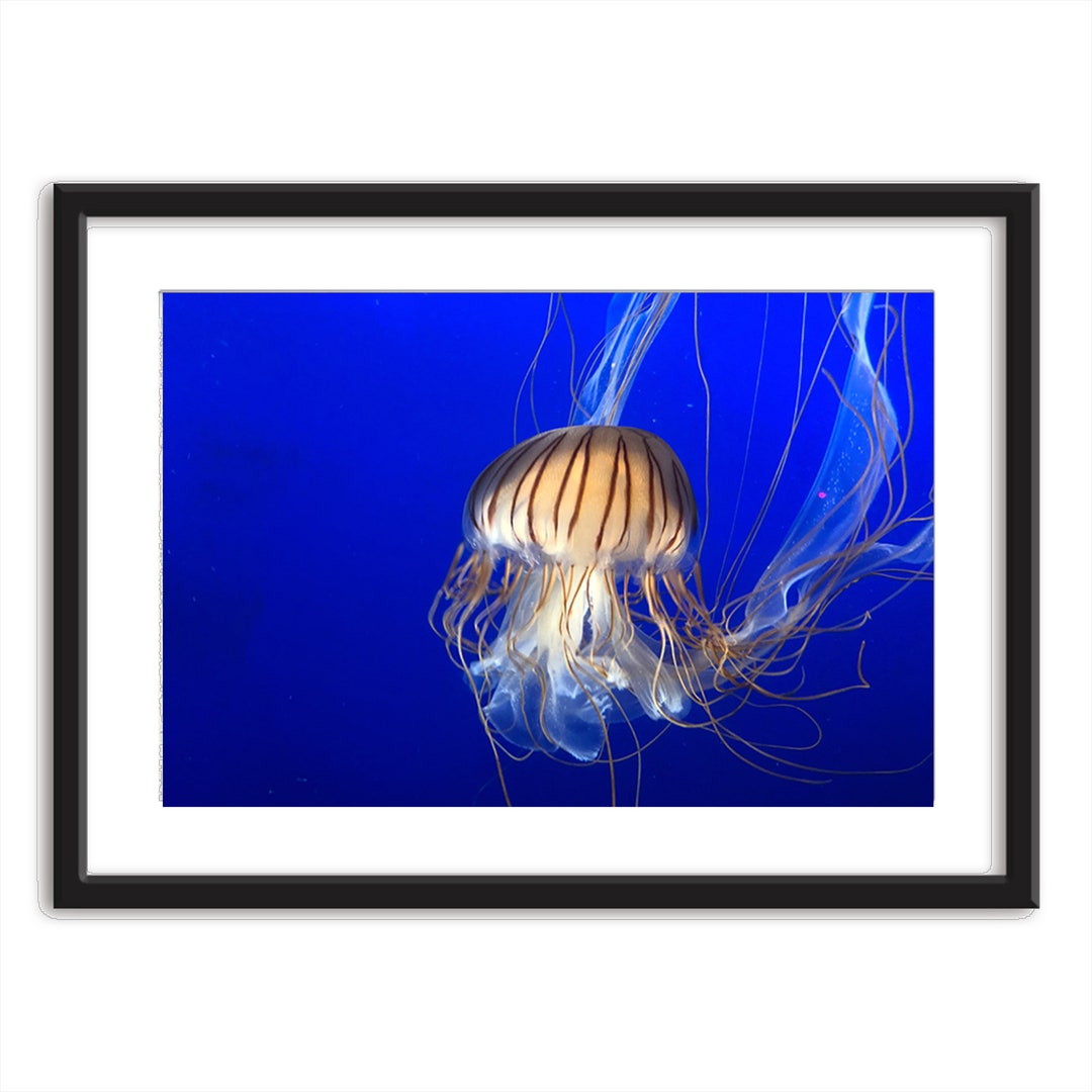 Sea Life Wall Art Ocean Art Ocean Art Print Ocean Art Etsy